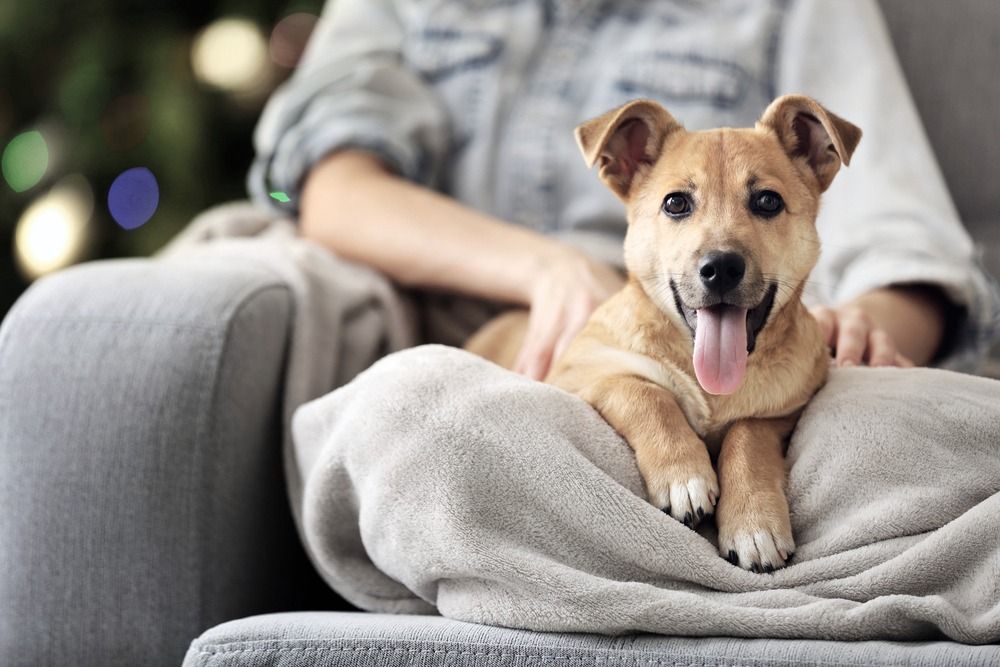 반려동물(애완견, 고양이) 갈등과 재판상 이혼
